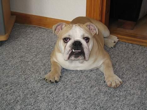 Engelsk bulldog master billede 9