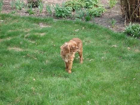 Cavalier king charles spaniel Silvas billede 6