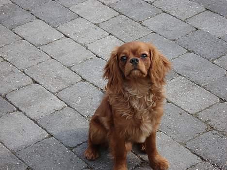 Cavalier king charles spaniel Silvas billede 7
