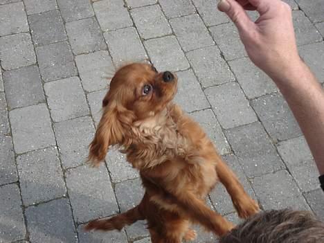 Cavalier king charles spaniel Silvas billede 8