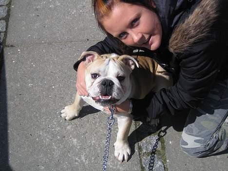 Engelsk bulldog master - her er han så med en veninde... billede 10