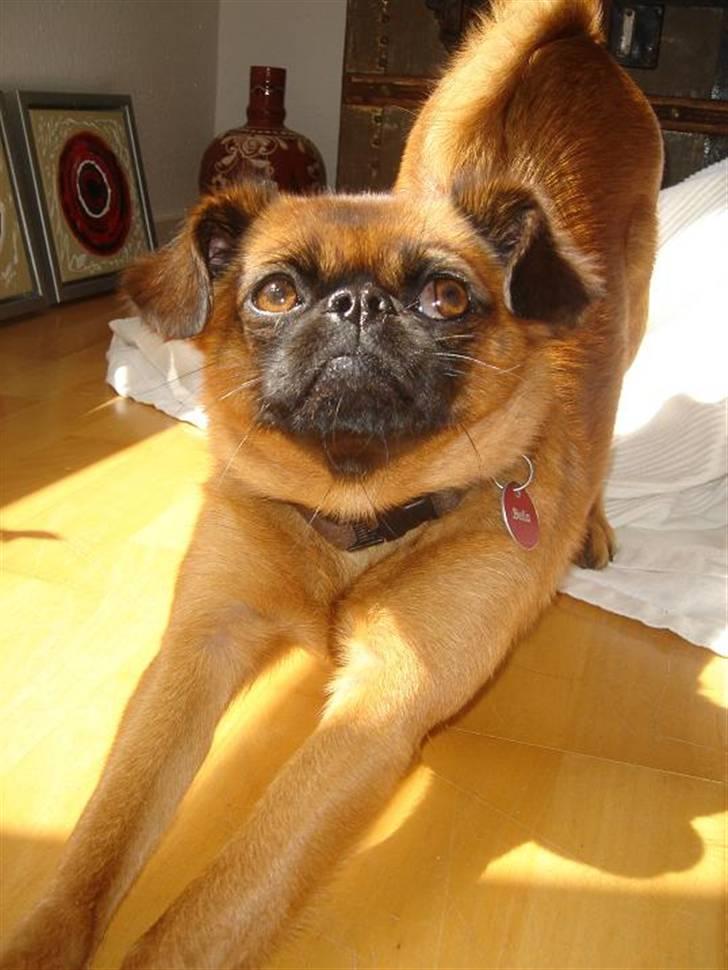 Blanding af racer (Griffon) Bella *6år* - Strææææææk billede 13