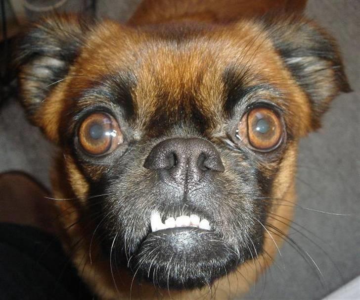 Blanding af racer (Griffon) Bella *6år* - Underbid? Hvad snakker du om? billede 14