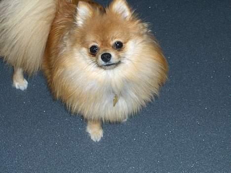 Pomeranian ** Chika ** - Chika Babe billede 1
