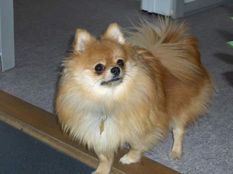 Pomeranian ** Chika ** billede 3