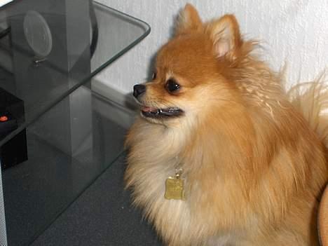 Pomeranian ** Chika ** billede 4