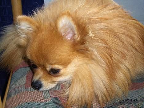 Pomeranian ** Chika ** billede 6