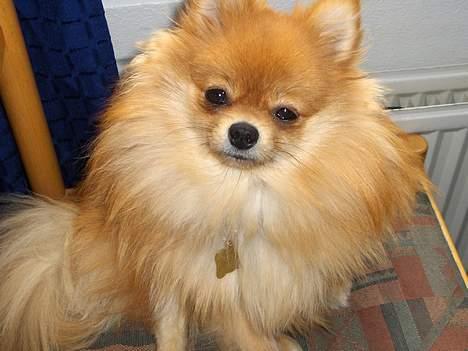 Pomeranian ** Chika ** billede 7