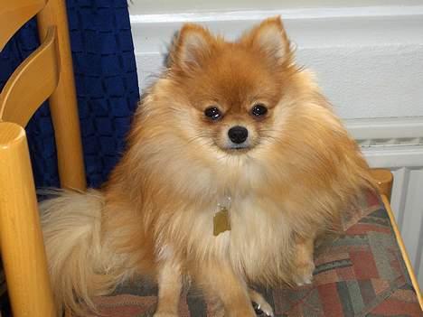 Pomeranian ** Chika ** billede 8