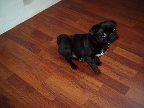 Mops Mahjongs Sigurd billede 1