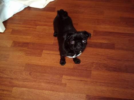 Mops Mahjongs Sigurd billede 2