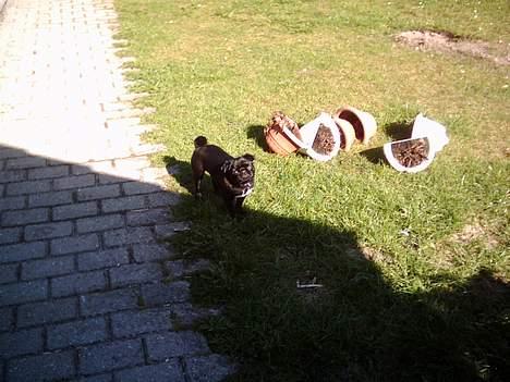 Mops Mahjongs Sigurd billede 4