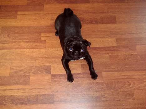 Mops Mahjongs Sigurd billede 5