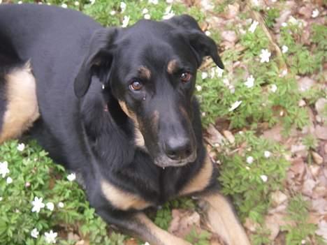 Blanding af racer Samson billede 18