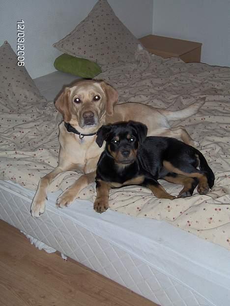 Labrador retriever Molly billede 16