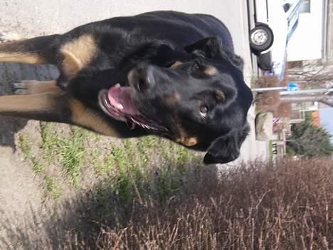 Blanding af racer Samson billede 19