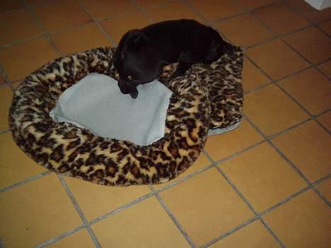 Mops Mahjongs Sigurd - jeg er lige igang med at gøre min seng klar til jeg skal sove! billede 9
