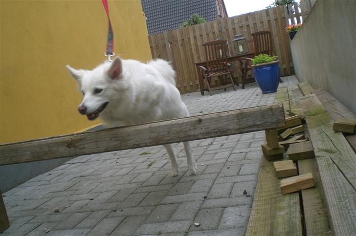 Dansk Spids Luna - Hopla <3 30 cm. cirka ? billede 9