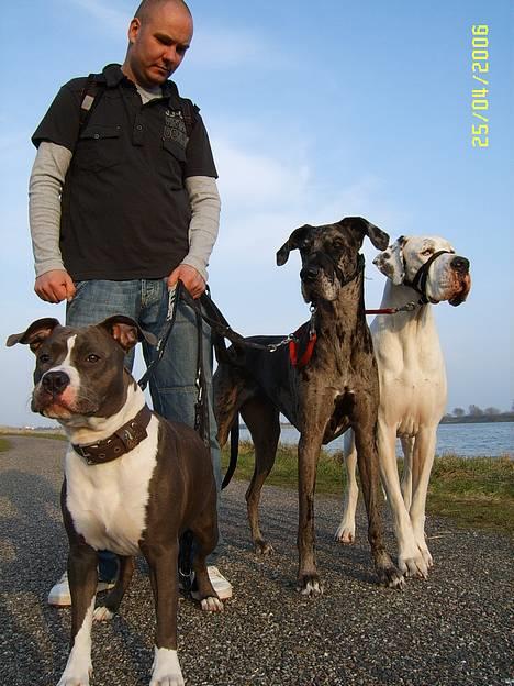 Amerikansk staffordshire terrier Emma - 25 april 2006 Brøndby strand( min familie)... billede 20