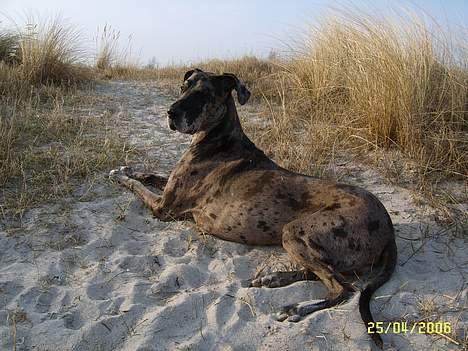 Grand danois Carla himmelhund - Carla på Brøndby strand april 2006 ( NYT) billede 17