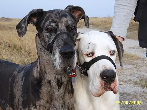 Grand danois Carla himmelhund - Carla og Mona på Brøndby strand april 2006 (NYT) billede 18