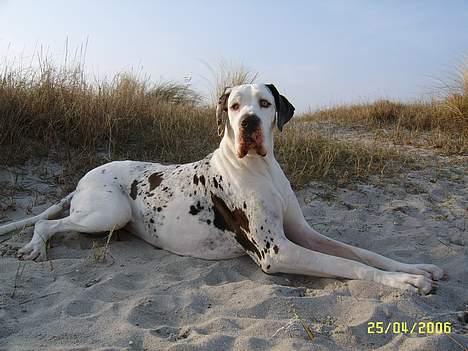 Grand danois Mona himmelhund - Mona på Stranden april 2006  billede 14