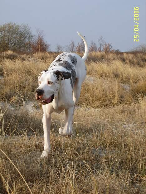 Grand danois Mona himmelhund - på stranden april 2006  billede 15
