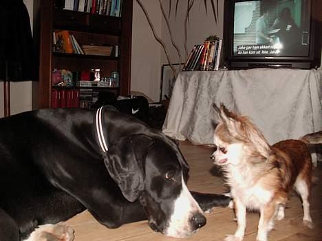 Chihuahua Ronja ¤RIP¤ billede 13