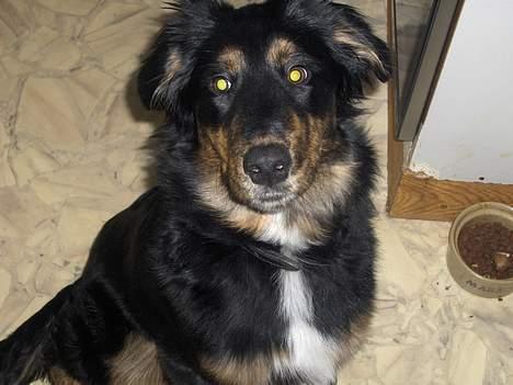 Blanding af racer Balder - Se mit smukke protræt billed :) billede 1