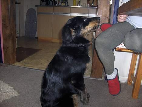 Blanding af racer Balder - Mormor gi mig nu den godbid... Jeg sidder jo fint. billede 2