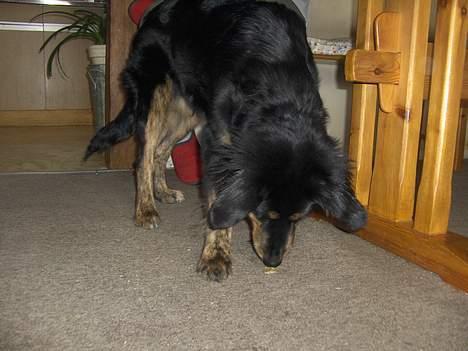 Blanding af racer Balder - Ja sådan så fik jeg den billede 3