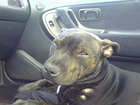 Staffordshire bull terrier Point of View Annie - Er vi der endnu eller skal jeg sove videre??? billede 12