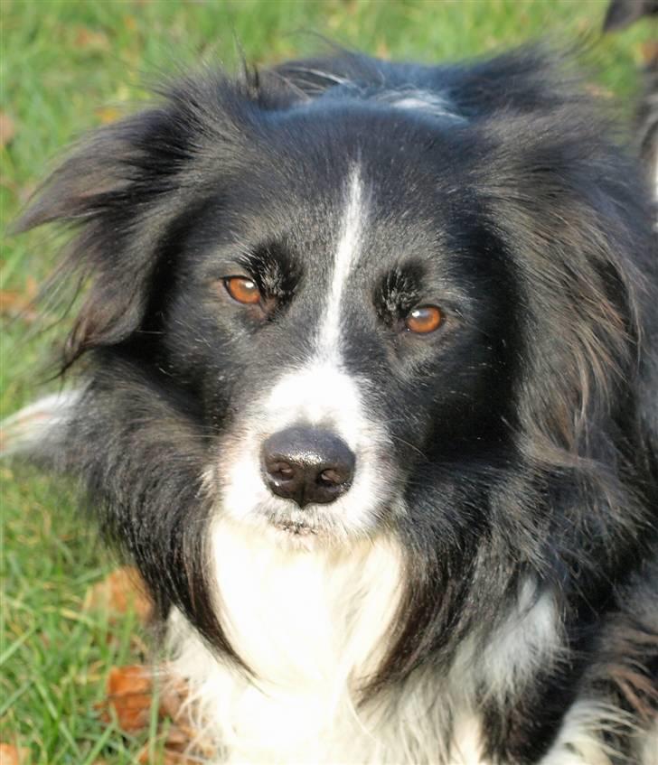 Border collie Freddy - Min mors lille øjesten   :o)) billede 7