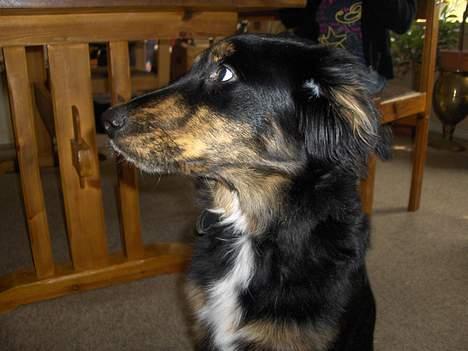 Blanding af racer Balder - Jeg gider ikke have taget flere billeder..  billede 4