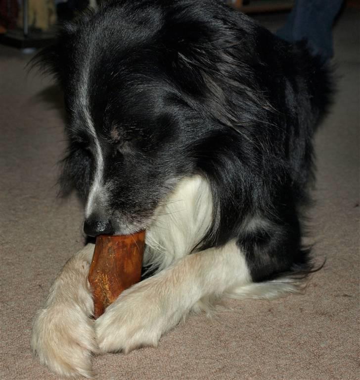 Border collie Freddy - lækkert røget og fyldt marvben....mums.... billede 9