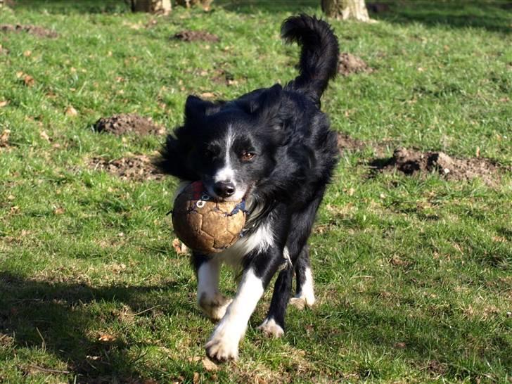 Border collie Freddy - Her er Freddy med sin bold......... billede 10