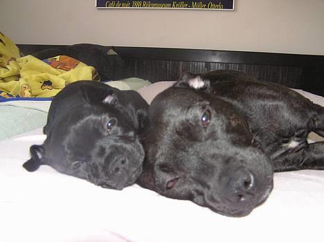 Staffordshire bull terrier Chili billede 14