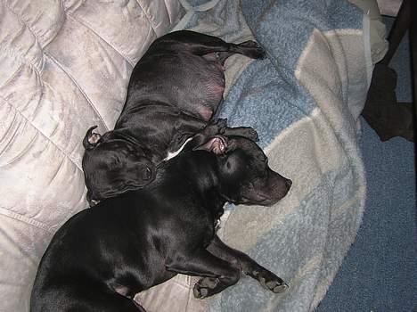 Staffordshire bull terrier Chili - slapper billede 15
