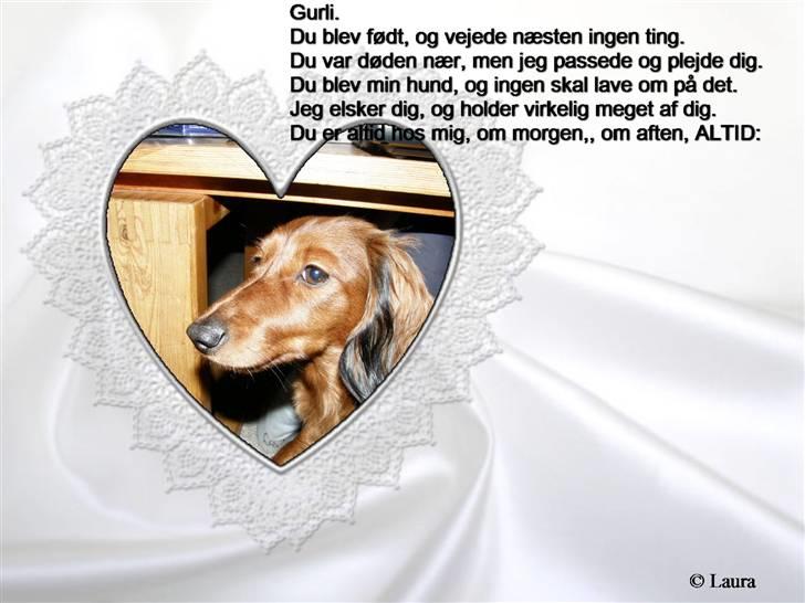 Dværggravhund Gurli - skønne <3 billede 4