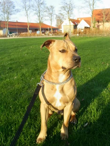 Amerikansk staffordshire terrier 2pac - 2pac billede 1