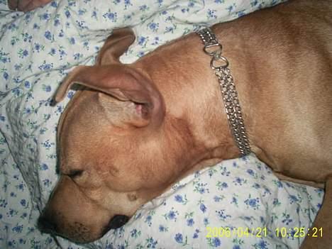 Amerikansk staffordshire terrier 2pac - EN SMULE SØVN HAR MAN VEL FORTJENT billede 2