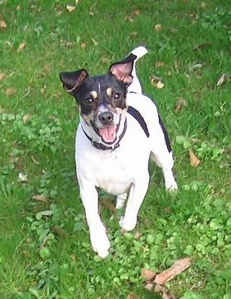 Dansk svensk gaardhund - Freja "Futte" billede 1