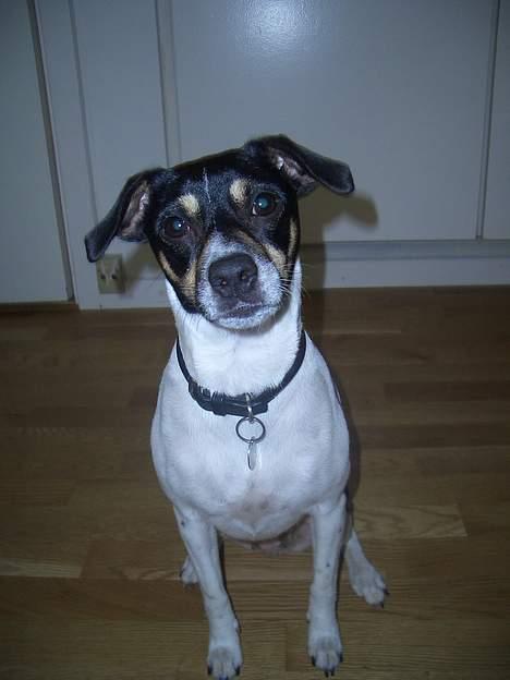 Dansk svensk gaardhund - Freja "Futte" billede 2