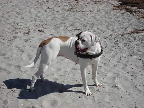 Amerikansk bulldog Ørsted´s Nanna billede 13