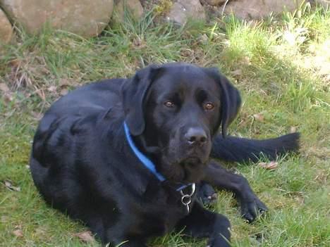 Labrador retriever Piratos billede 1