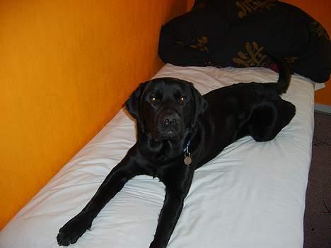 Labrador retriever Piratos billede 3
