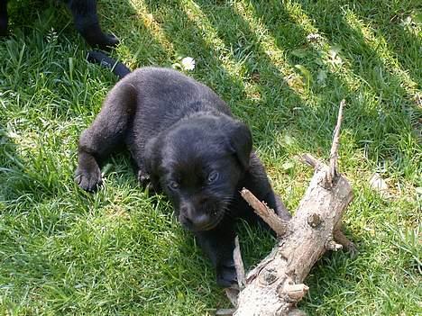 Labrador retriever Piratos - Lige et billede af Piratos som hvalp billede 4