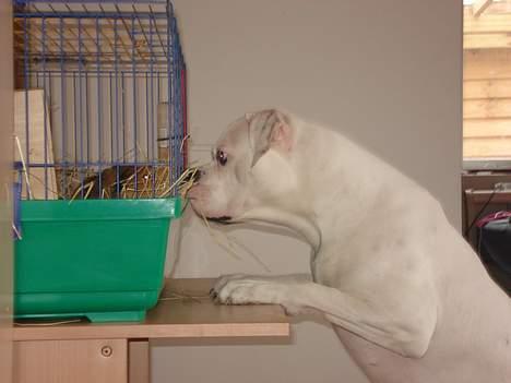 Amerikansk bulldog Ørsted´s Nanna - Nanna snakker lige med fru. svin billede 14