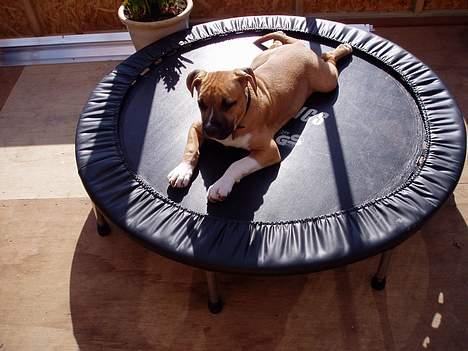 Amerikansk staffordshire terrier Tyson billede 6