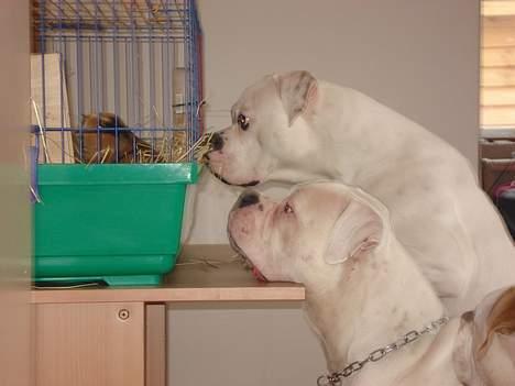 Amerikansk bulldog Østergaard´s Carlos billede 14